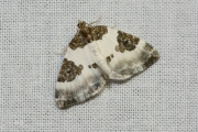 Blauwrandspanner / Blue-bordered Carpet (Plemyria rubiginata)