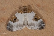 Blauwrandspanner / Blue-bordered Carpet (Plemyria rubiginata)