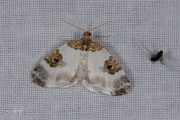 Blauwrandspanner / Blue-bordered Carpet (Plemyria rubiginata)