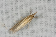 Bleke grasmot (Crambus perlella), micro