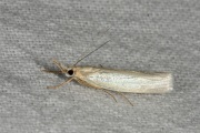 Bleke grasmot (Crambus perlella), micro