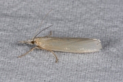 Bleke grasmot (Crambus perlella), micro