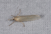 Bleke grasmot (Crambus perlella), micro