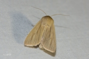 Bleke grasuil / Common Wainscot (Mythimna pallens)