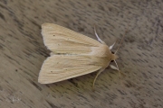 Bleke grasuil / Common Wainscot (Mythimna pallens)