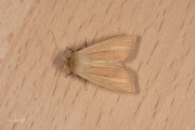 Bleke grasuil / Common Wainscot (Mythimna pallens)