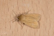 Bleke grasuil / Common Wainscot (Mythimna pallens)