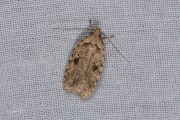 Bleke kaartmot (Agonopterix arenella), micro