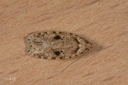 Bleke kaartmot (Agonopterix arenella), micro