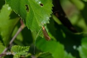 Bleke langsprietmot (Nematopogon swammerdamella), micro