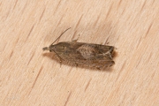 Bleke vlekwortelmot (Dichrorampha simpliciana), micro