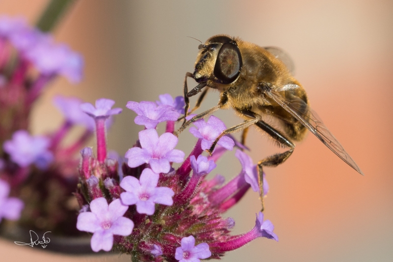 Blinde bij / Common Drone Fly (Eristalis tenax)