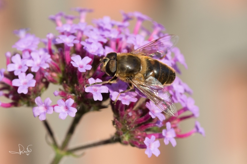 Blinde bij / Common Drone Fly (Eristalis tenax)