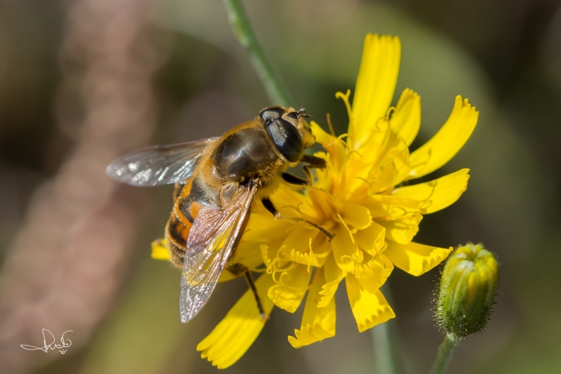 Blinde bij / Common Drone Fly (Eristalis tenax)