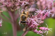 Blinde bij / Common Drone Fly (Eristalis tenax)