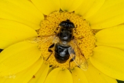 Blinde bij / Common Drone Fly (Eristalis tenax)