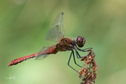 Bloedrode heidelibel / Ruddy Darter (Sympetrum sanguineum)