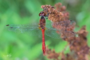 Bloedrode heidelibel / Ruddy Darter (Sympetrum sanguineum)