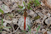 Bloedrode heidelibel / Ruddy Darter (Sympetrum sanguineum)