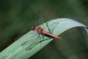 Bloedrode heidelibel / Ruddy Darter (Sympetrum sanguineum)