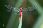 Bloedrode heidelibel / Ruddy Darter (Sympetrum sanguineum)