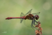 Bloedrode heidelibel / Ruddy Darter (Sympetrum sanguineum)