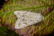 Bont schaapje / The Sycamore (Acronicta aceris)
