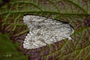 Bont schaapje / The Sycamore (Acronicta aceris)