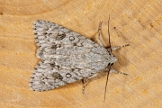 Bont schaapje / The Sycamore (Acronicta aceris)