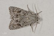 Bont schaapje / The Sycamore (Acronicta aceris)