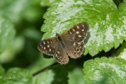 Bont zandoogje / Speckled Wood (Pararge aegeria)