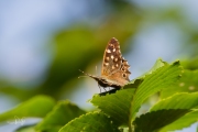 Bont zandoogje / Speckled Wood (Pararge aegeria)