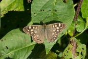 Bont zandoogje / Speckled Wood (Pararge aegeria)