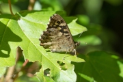 Bont zandoogje / Speckled Wood (Pararge aegeria)