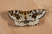 Bonte bessenvlinder / Magpie (Abraxas grossulariata)