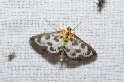 Bonte brandnetelmot / Small Magpie (Anania hortulata), micro