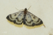 Bonte brandnetelmot / Small Magpie (Anania hortulata), micro