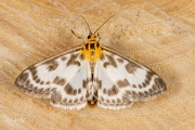 Bonte brandnetelmot / Small Magpie (Anania hortulata), micro