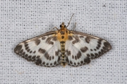 Bonte brandnetelmot / Small Magpie (Anania hortulata), micro