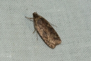 Bonte kaartmot (Agonopterix ciliella), micro