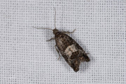 Bonte lariksbladroller (Spilonota laricana), micro