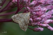 Bonte valkmot (Evergestis pallidata), micro