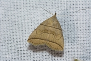 Boogsnuituil / Small Fan-foot (Herminia grisealis)