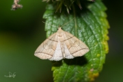 Boogsnuituil / Small Fan-foot (Herminia grisealis)