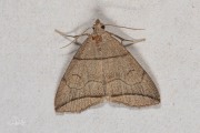 Boogsnuituil / Small Fan-foot (Herminia grisealis)