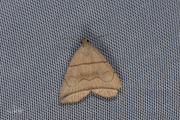 Boogsnuituil / Small Fan-foot (Herminia grisealis)