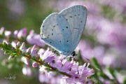 Boomblauwtje / Holly Blue (Celastrina argiolus)