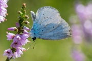 Boomblauwtje / Holly Blue (Celastrina argiolus)