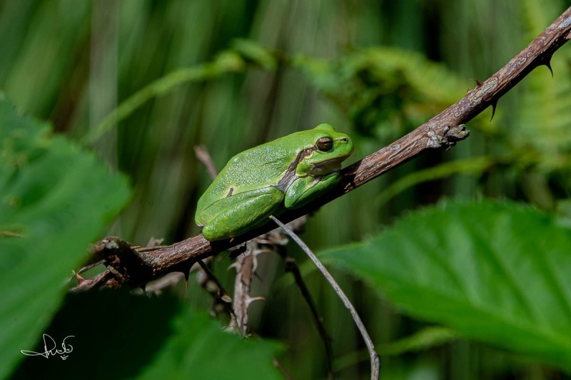 Boomkikker - Common Tree Frog (Hyla arborea)