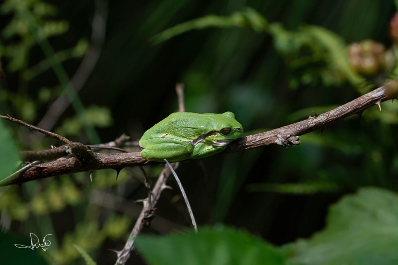 Boomkikker - Common Tree Frog (Hyla arborea)